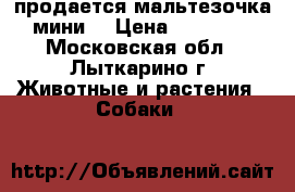 продается мальтезочка мини  › Цена ­ 55 000 - Московская обл., Лыткарино г. Животные и растения » Собаки   